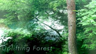 Progressive House Uplifting Forest Original Song [upl. by Isla]