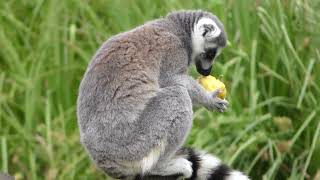 Silent Movie piano strings ragtime 1920s soundtrack original Lemur Eating Food Sharing [upl. by Nelleus721]