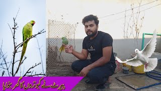 parrot ny kabotar ka ghar banwana choro kar deya funny [upl. by Notlehs669]