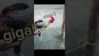 Aim and fugal pubgmobileclutchpubgmobile pubg pubgmobile [upl. by Nyad151]