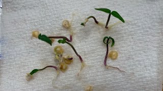 How to Germinate Seeds Paper Towels Versus Dirt Test [upl. by Etnovahs]