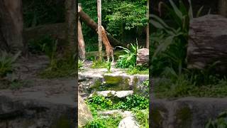 Malayan Tiger Singapore Zoo 2024 [upl. by Chita]