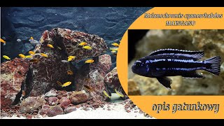 Melanochromis cyaneorhabdos  Maingano  opis gatunkowy [upl. by Alard]