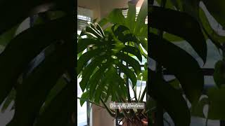 One of My Monsteras Monstera fenestrations growth botany botanical jungleplants indoorplants [upl. by Anniram782]