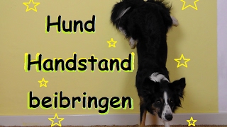 Tutorial  Hund Handstand beibringen  Wie bringe ich meinem Hund Handstand bei [upl. by Michaeu]