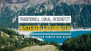 Pustertaler Sprinzen – Traditionell lokal geschützt die wertvollsten Rinder der Alpen [upl. by Dolhenty]