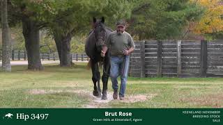 KEENOV23 Hip 3497 BRUT ROSE [upl. by Edia998]