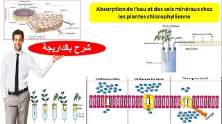 Absorption de leau et des sels minéraux chez les plantes chlorophyllienne ملخص الدرس [upl. by Sineray]