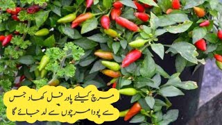 Best fertilizer for chilli plantand care tips مرچ کے پودے کی تیزی سے گروتھ بڑھانے والی کھاد [upl. by Spring]