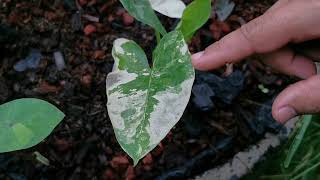 Alocasia Macrorrhiza Variegated Care thefirstplant [upl. by Cheyney]