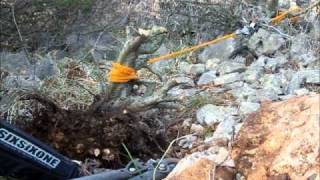 SandevBonsai Yamadori series  collecting from the wild rocky terrain IIwmv [upl. by Revilo]