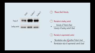 Quantification of Protein Bands using ImageJ for beginners  Western Blot Protein Quantification [upl. by Adams846]