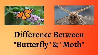 Difference Between Butterfly and Moth  Moths vs Butterflies Natures Fashion Showdown [upl. by Krm63]