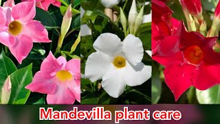 Care of Mandevilla vine plant Mandevilla plant से ज्यादा फूल लेने का तरीका [upl. by Enimrej]