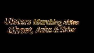 Ulsters Marching Akitas [upl. by Elleirua]