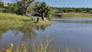 mira que tilapionas monstruo sobre del rio [upl. by Missi]