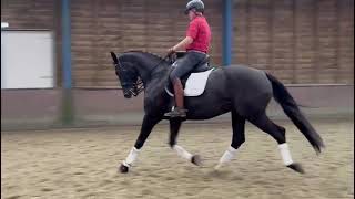 Don Black  Dutch Dressage Horse from Holland for Sale [upl. by Eerbua]