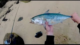 2016 Marthas Vineyard Suicide Trip Day 2  Stripers Flounder an Albie and a Broken Mirage Drive [upl. by Julide]