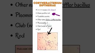 Corynebacterium diphtheria cause Diphtheriamicrobiology bacteriology bacteria infection [upl. by Ettezyl695]