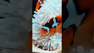 BITTEN BY A CLOWNFISH She Buys It Anyway [upl. by Akzseinga]