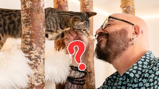 What are 7 Things Cats Go TOTALLY NUTS For You’ll Never Guess 4  It’s a WEIRD One [upl. by Shanleigh]