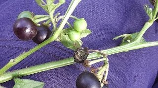 Solanum nigrum Footage ◕❧ [upl. by Ynagoham]