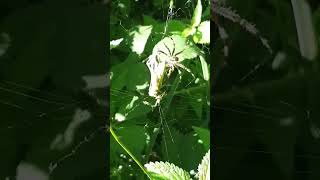 Crazy Moment  Cross Orbweaver Eats a Cricket [upl. by Anjela]