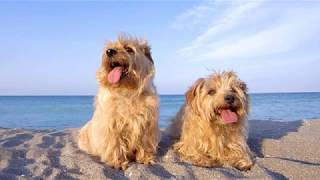 Norfolk Terrier  small dog breed [upl. by Karel]