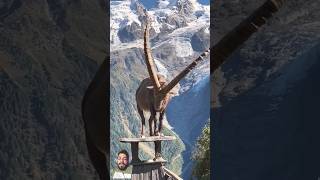 greenscreen ytshorts markhor wildlife facts animals information shortvideo nationalanimalpk [upl. by Maidy]