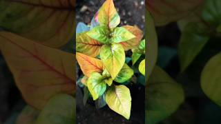 alternanthera plants lovelyplants plantslover ytshort shorts youtube subscribe shortvideo [upl. by Taimi505]