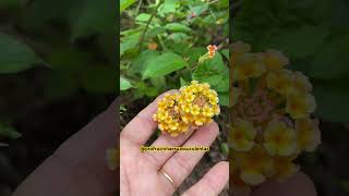 LANTANA CAMBARÁ planta arbustiva c muitas flores shortsyoutube succulent suculentas videos [upl. by Temhem929]