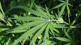 Should Marijuan be legalized [upl. by Juta]