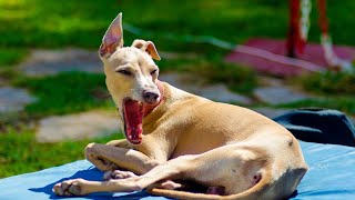 Comparing Italian Greyhounds and Whippets What You Need to Know [upl. by Auqinihs]