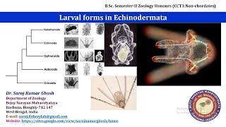 Larval forms in Echinodermata [upl. by Adnolay]