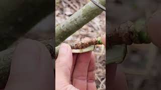 Plant grafting and tree care techniques 2816 [upl. by Burd]