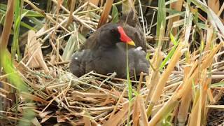 دجاج الماء في المملكة Adult Common Moorhen [upl. by Sundin]