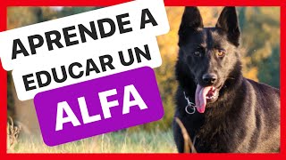 4 PAUTAS BĆSICAS para EDUCAR a un PERRO ALFA š‘¨  FUNCIONA ā… [upl. by So]