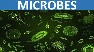 WHAT ARE MICROBES  VIRUS BACTERIA FUNGUS PROTOZOA  SCIENCE EDUCATIONAL VIDEO FOR KIDS [upl. by Ressler]