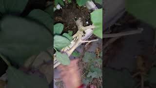 Removing pumpkin Plant from My Garden A StepbyStep Guide short ytshorts viral shorts [upl. by Innattirb]