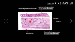 Lecture histology cornea part2 amp sclera [upl. by Halonna]