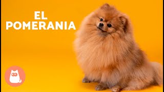 El perro POMERANIA 🐶 Origen Características Carácter y Cuidados [upl. by Couhp107]