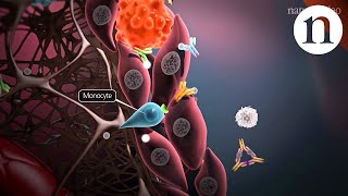 Immunology of the rheumatoid joint [upl. by Alyag]