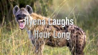 1 Hour Of Hyenas Laughing  Annoying Sounds [upl. by Zelma]