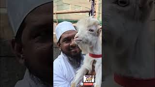 Bantam Goat Shah Fazal Bhai 9892908992 Kurla Mumbai bantamgoat apnabakraadda [upl. by Thia]