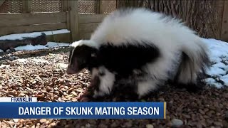 Development mating season brings out more skunks [upl. by Cusack517]