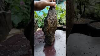 Suiseki hasil hunting hari inisuiseki pamerandankontesbonsai shortvideo [upl. by Cirenoj]