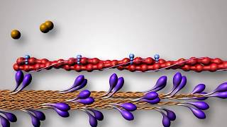 Structure of Contractile Proteins [upl. by Gnolb625]