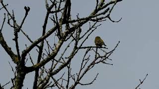 chant et cri du verdier dEurope  song amp call of greenfinch [upl. by Thorr]