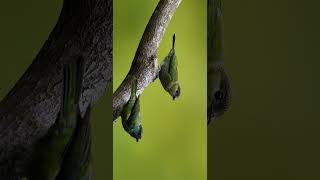 tanager feeing chick [upl. by Meneau35]