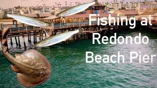 Fishing at Redondo Beach Pier Surprise Catch [upl. by Magree]